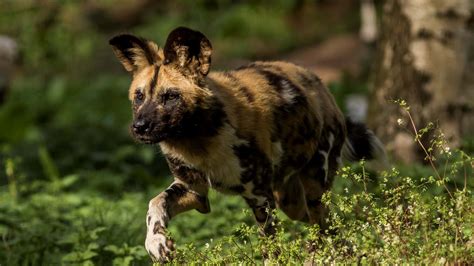 Painted Dogs At Yorkshire Wildlife Park