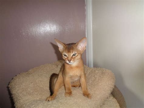 See what abyssinian kittens are presented. Ten Top Risks Of Abyssinian Kittens For Sale Near Me ...