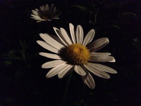 My All Time Very Favorite Flower In My Garden The Very Simple Daisy