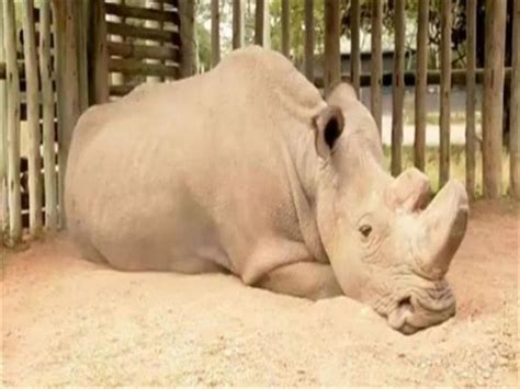 قد تسبب انقراضاً نهائياً لمثل هذا الحيوان المنحوس. معلومات عن وحيد القرن المنقرض الذي قتله "الموت الرحيم ...