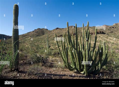Saguaro Cacti And Organ Pipe Cactus Stenocereus Thurberi In Sonoran