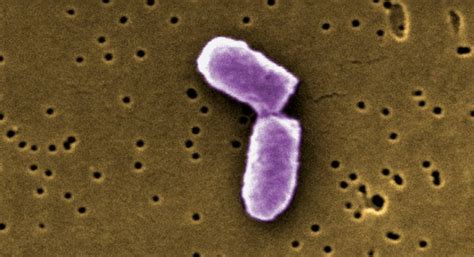 Researchers Alter How Bacteria Communicate The Bacterium Escherichia