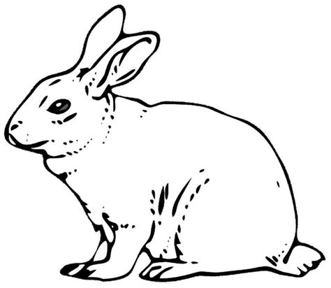 Click on the order now tab. 17 Best images about Rabbit Images on Pinterest | Clip art ...