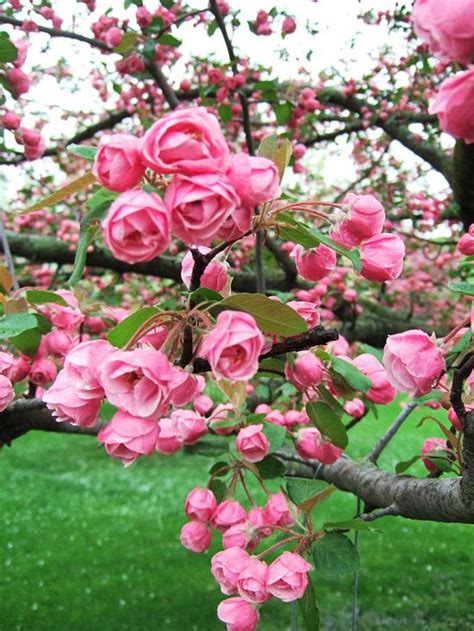13 Crabapple Trees That Add Long Lasting Color To Your Landscape
