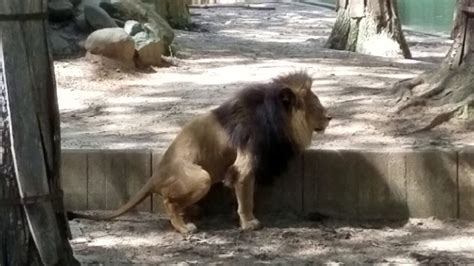 Lion Pooping Have To Watch Youtube