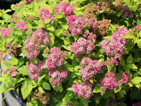 Japanspiere Proven Winners ® 'Double Play ® Gold' - Spiraea japonica Proven Winners ® 'Double ...