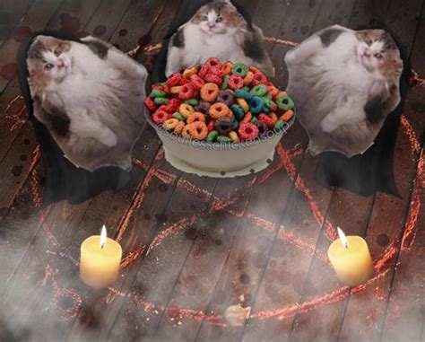 The Lööps Ritual Cats Wanting Fruit Loops Know Your Meme