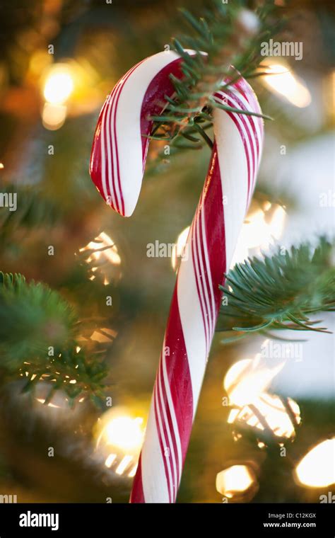Close Up Of Candy Cane Hanging On Christmas Tree Studio Shot Stock