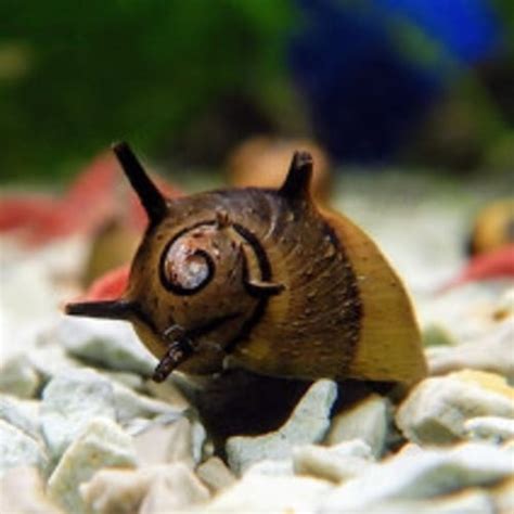 Buy Horned Nerite Snail UK Online Tropical Fish Delivered