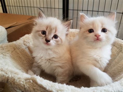 They are great with families with kids because they are both affectionate and playful. Choosing Between Two Siberian Kittens | TheCatSite