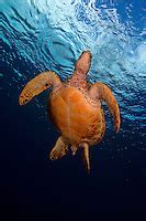 Green Sea Turtle Chelonia Mydas Is On It S Way To The Surface For A