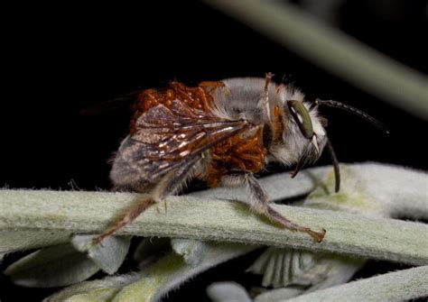 parasitic beetles trick sex hungry bees by mimicking their pheromones