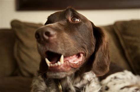 Bone Cancer In Dogs Lower Jaw Cancerwalls