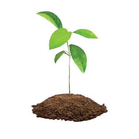 Plant A Sapling Tree Uk T A Tree