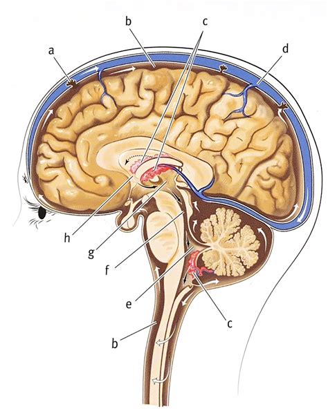 Cerebrospinal Fluid Pathway Medial View Diagram Quizlet
