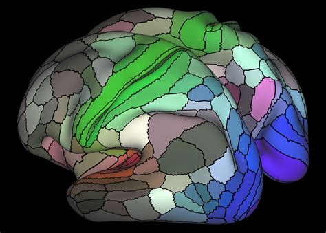 Human brain weighs about 3 lbs. An expanded map of the human brain | National Institutes ...