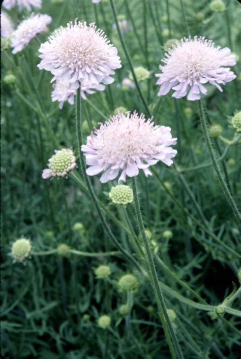 Scabiosa Columbaria Small Scabiousrhs Gardening