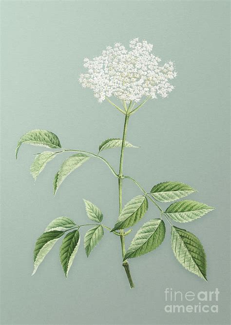 Vintage Elderflower Tree Botanical Art On Mint Green N0411 Mixed Media