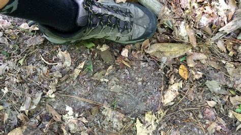 Maybe you would like to learn more about one of these? Sasquatch research(observation)Homochitto National Forest ...