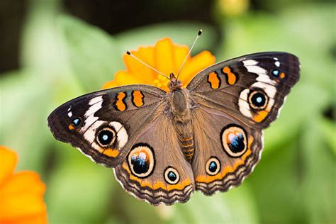 580 Common Buckeye Butterfly Photos Stock Photos Pictures And Royalty