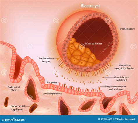 Blastocyst Implantation A Schematic Representation Of A Blastocyst Approaching The Receptive