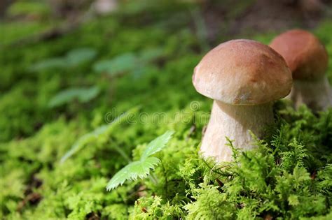 Boletus Edulis Edible Mushroom In The Forest Fresh Edible Mushrooms