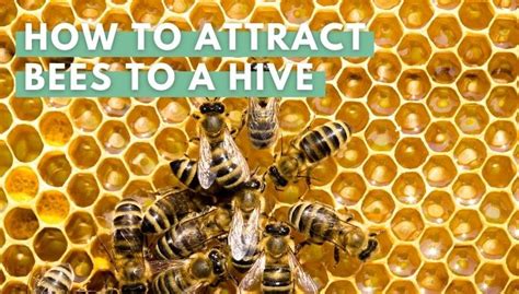How To Attract Bees To A Hive Step By Step Guide