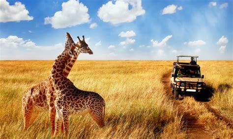How Much Does A Safari In Tanzania Cost Tanzania Safaris Tours