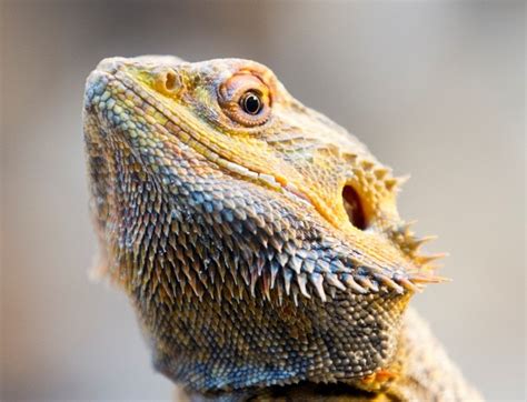 10 Weirdest Lizards Youre Ever Likely To See Odd Or What Page 10