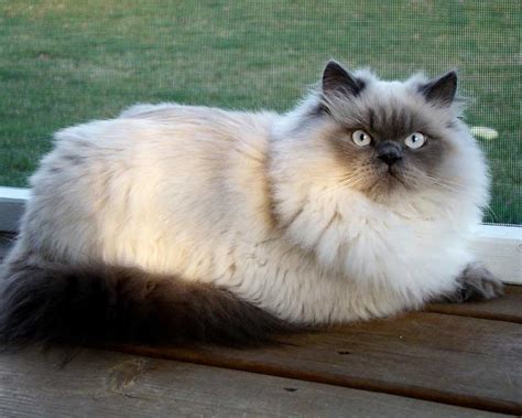 Himalayan Cat Information And Cat Breed Facts Pets Feed