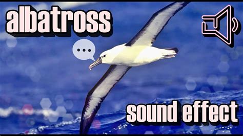 Albatross Sound Effect What Sounds Do Albatrosses Make Youtube