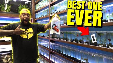 The world's most expensive betta fish? Buying the MOST EXPENSIVE BETTA FISH from EXOTIC FISH ...