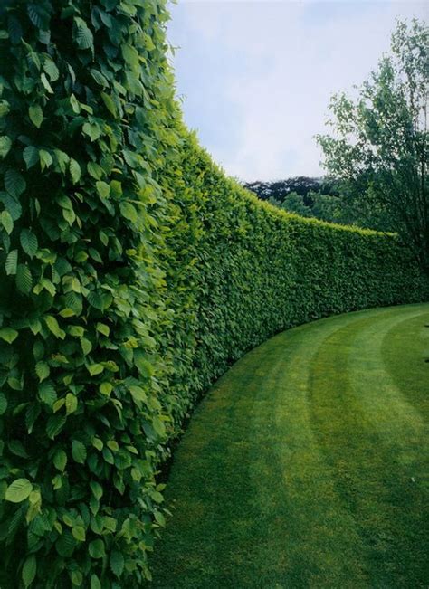 Boxwood Hedge Garden Ideas Landscape Design Garden Hedges