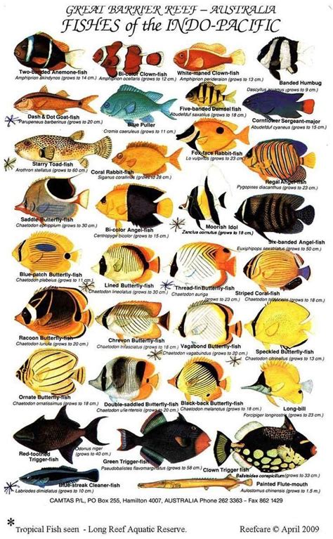 Printable Fish Identification Charts Saltwater Aquarium Fish