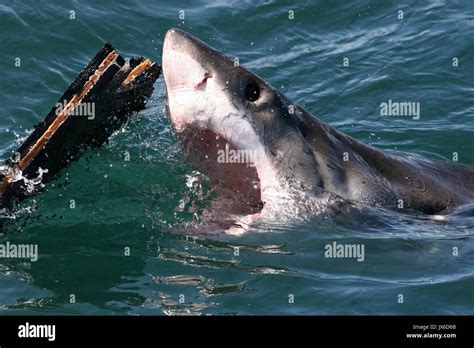 Great White Shark Cape Town South Africa Stock Photo Alamy
