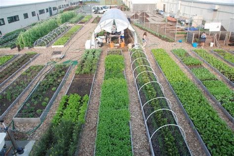 Amazing Urban Farming Ideas Examined Existence