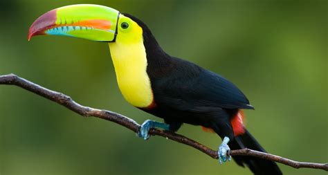 Top 10 Wildlife To Spot In The Amazon