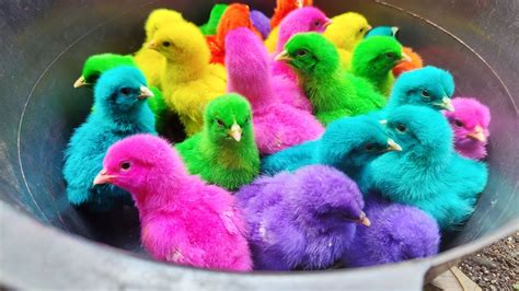 Tangkap Ayam Lucu Ayam Warna Warni Ayam Rainbowayam Pelangibebek