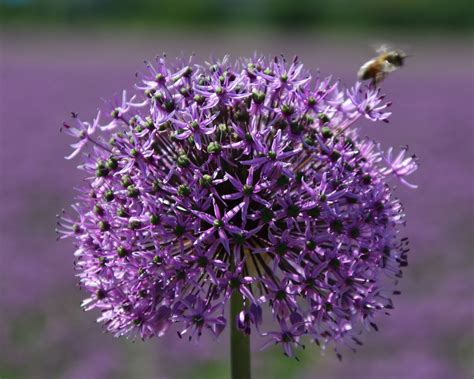 Allium Purple Sensation Bulbs — Buy Dutch Garlic Online At Farmer