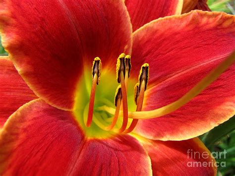 Orange Daylily Photograph By Ben Schumin Fine Art America