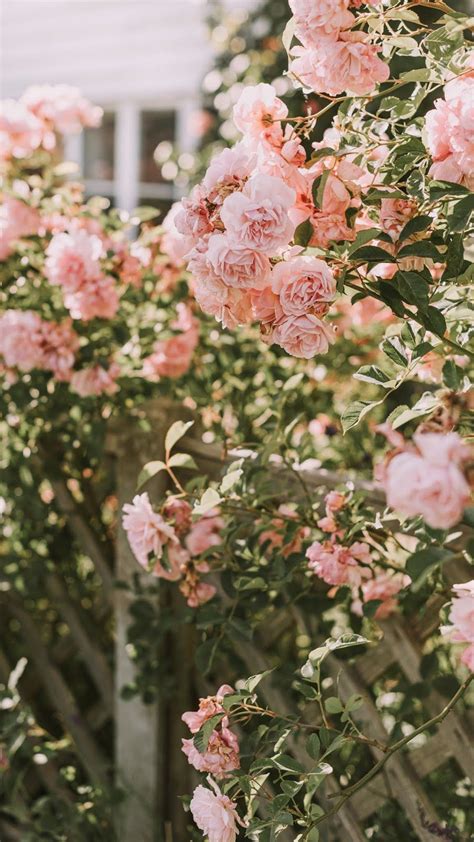 10 Greatest Wallpaper Aesthetic Rose You Can Download It At No Cost