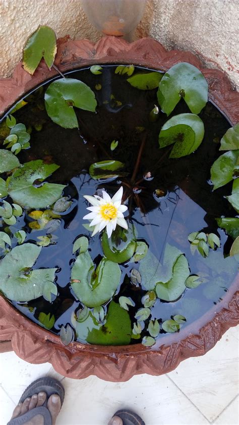 I was quite taken with how different flowers were pictured and i'm proud to say i've been growing them successfully since i started. 3 Ways to Grow Lotus Flower - wikiHow