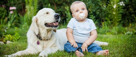Preparing Your Dog For A New Baby Four Paws