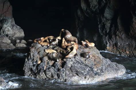 Sea Lion Caves Oregon Stock Photos Pictures And Royalty Free Images Istock