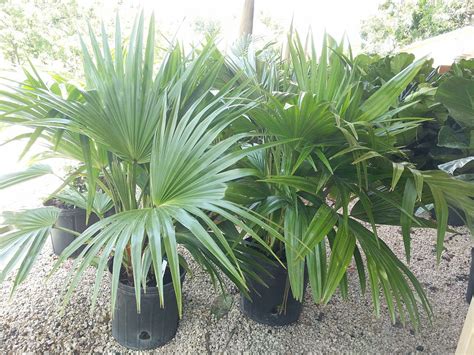 Livistona Chinensis Chinese Fan Palm Plantvine