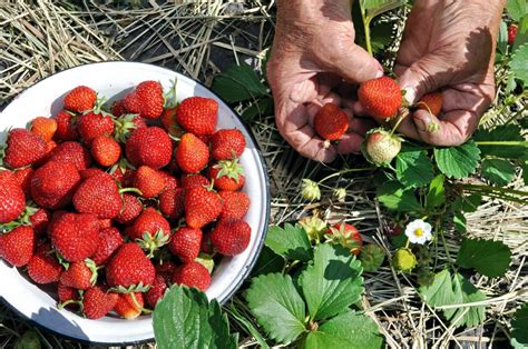 Wenn sie selbst erdbeeren pflücken möchten, finden sie auf den folgenden webseiten eine übersicht aller erdbeerfelder in ihrer nähe. Erdbeeren richtig pflücken, lagern & haltbar machen - Plantura