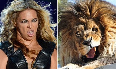 Lion That Snarls Like Beyonce Photographer Captures Bizarre Quizzical