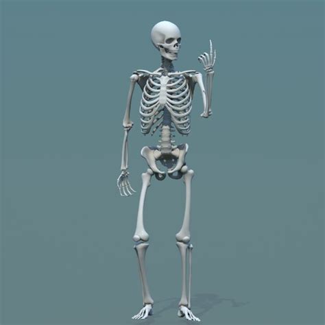 Skeleton 3d Model Free