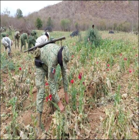 Ejército Mexicano Localiza 3 Plantíos De Amapola En Sinaloa Los