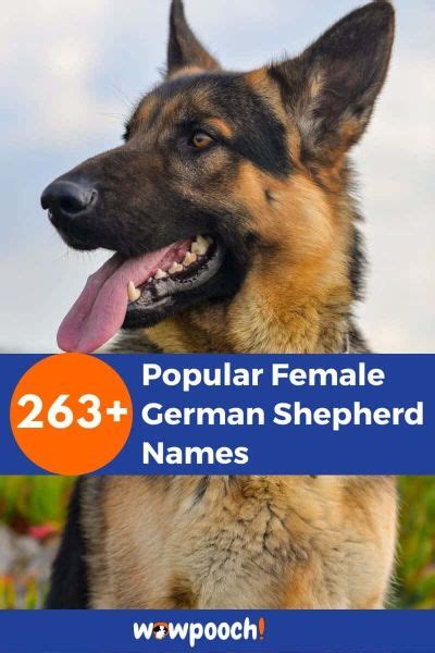263 Popular Female German Shepherd Names Wowpooch
